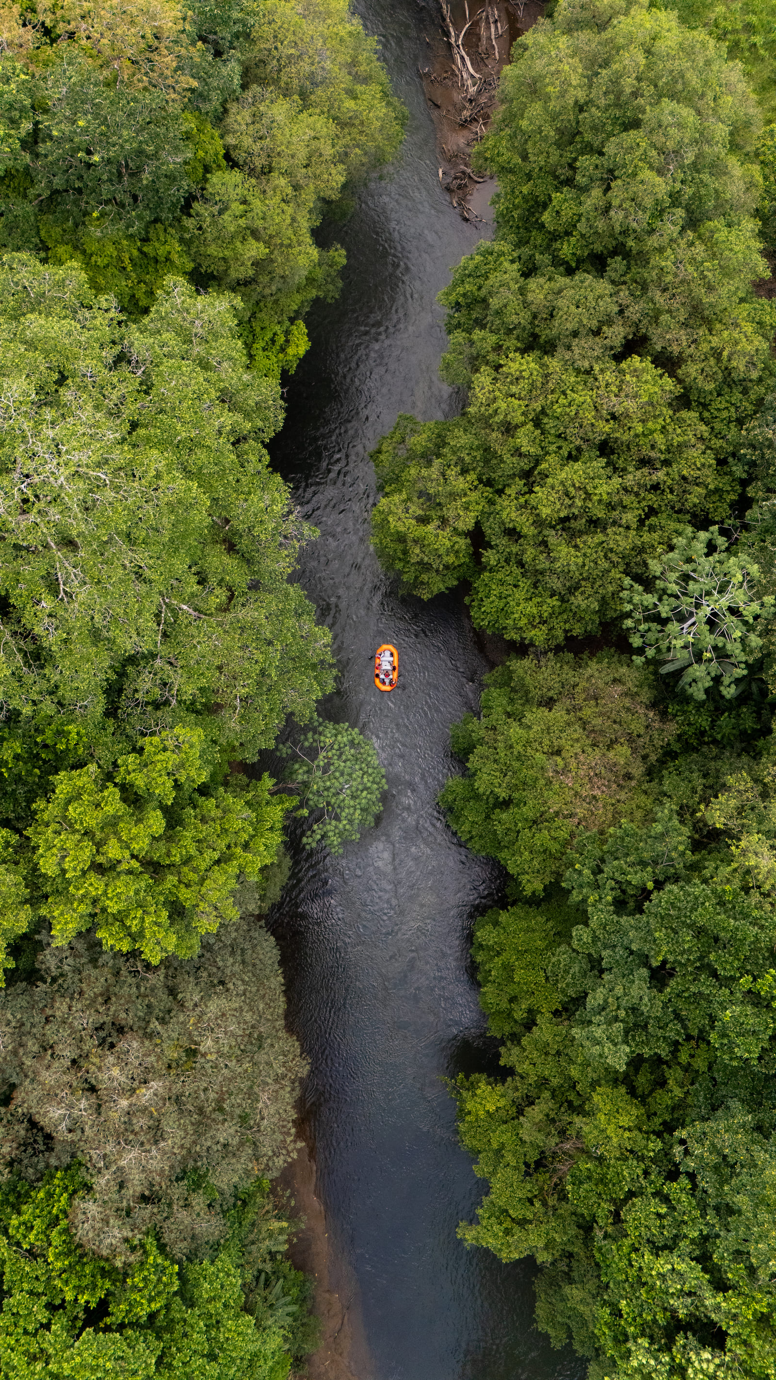 Vista aérea cenital vertical del raft naranja en una curva pronunciada del Río Peñas Blancas con el dosel cerrándose