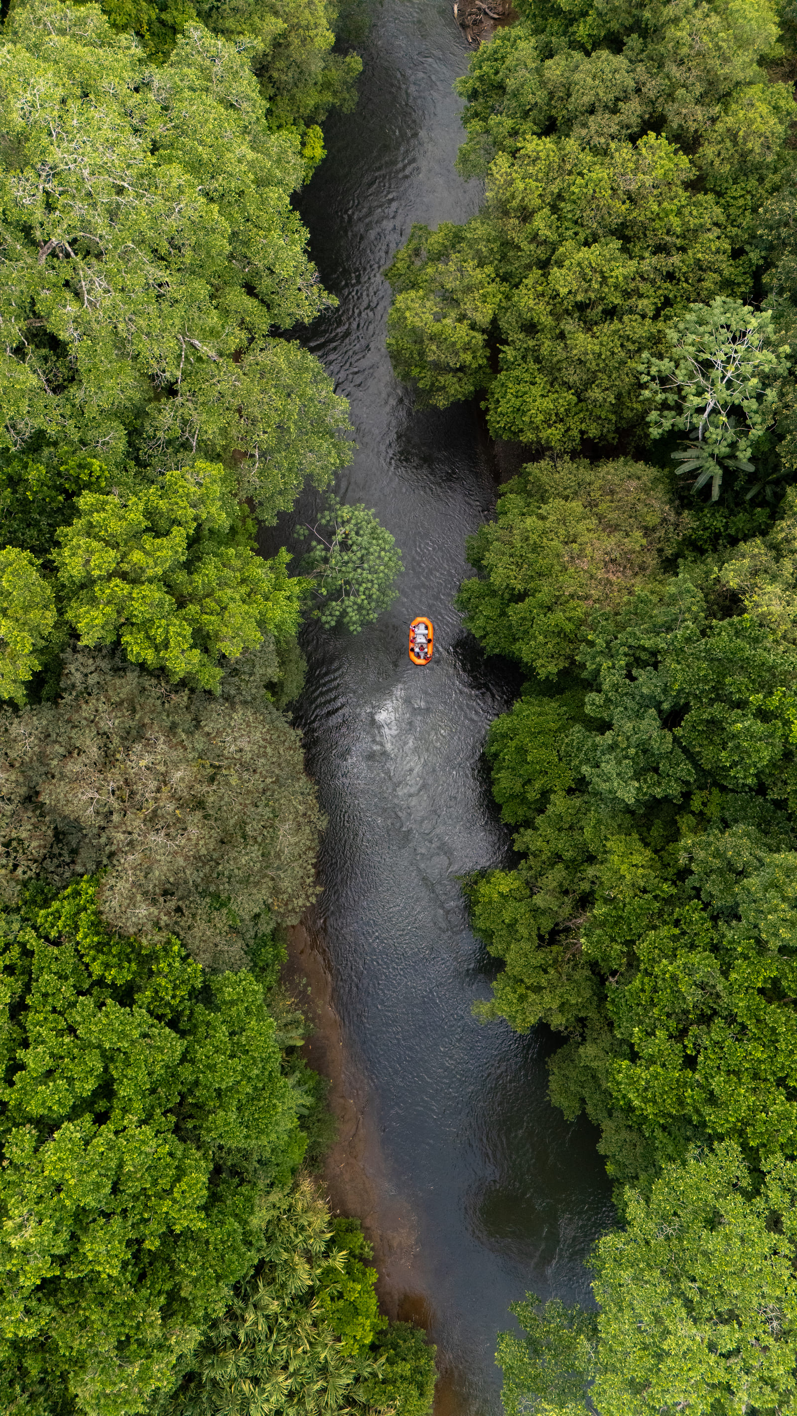 Vista aérea cenital del raft naranja en una angostura del Río Peñas Blancas con el dosel cerrándose a ambos lados