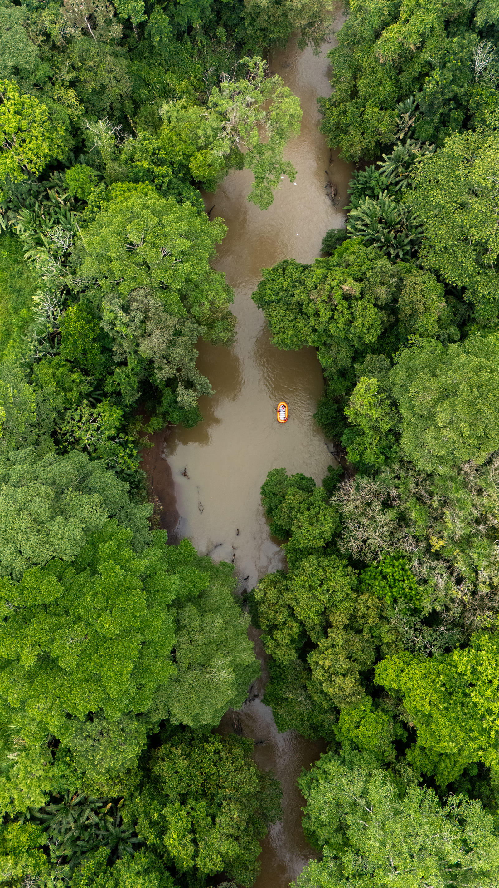 Vista aérea del Río Peñas Blancas con selva densa a ambas orillas