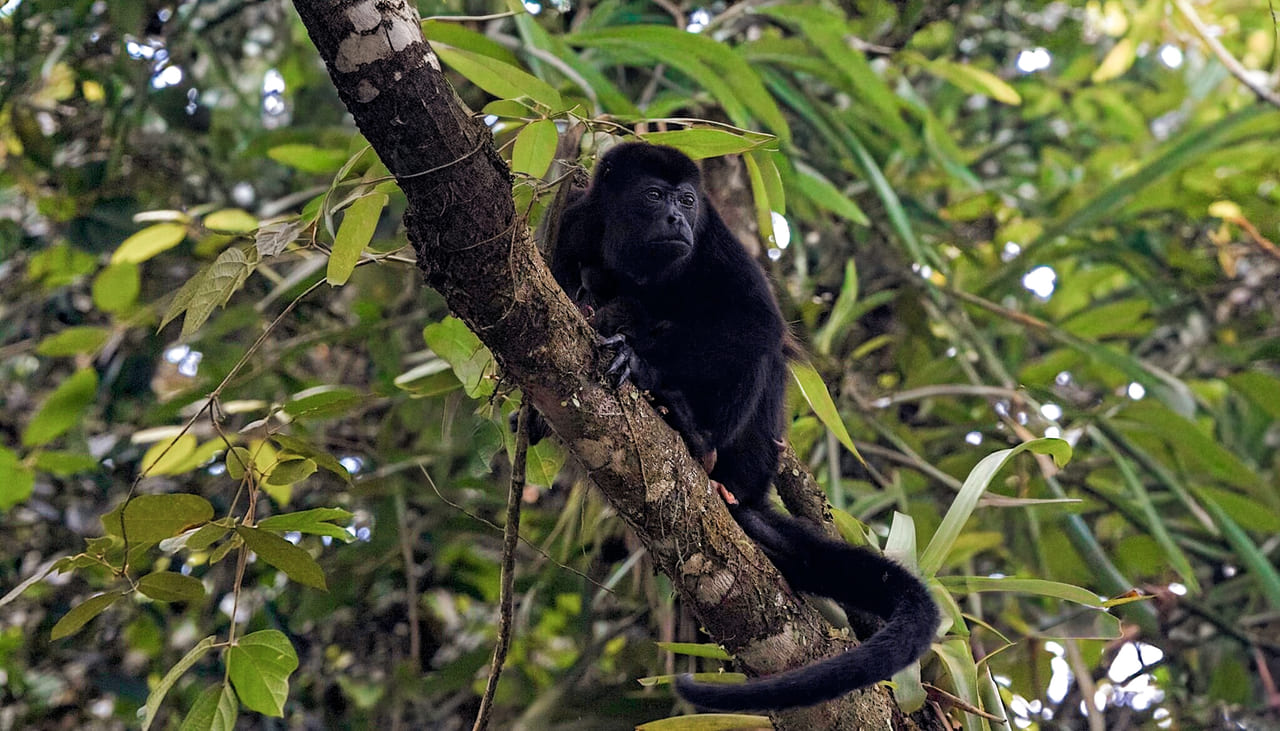 Mono congo (Alouatta palliata) sobre rama mirando a cámara