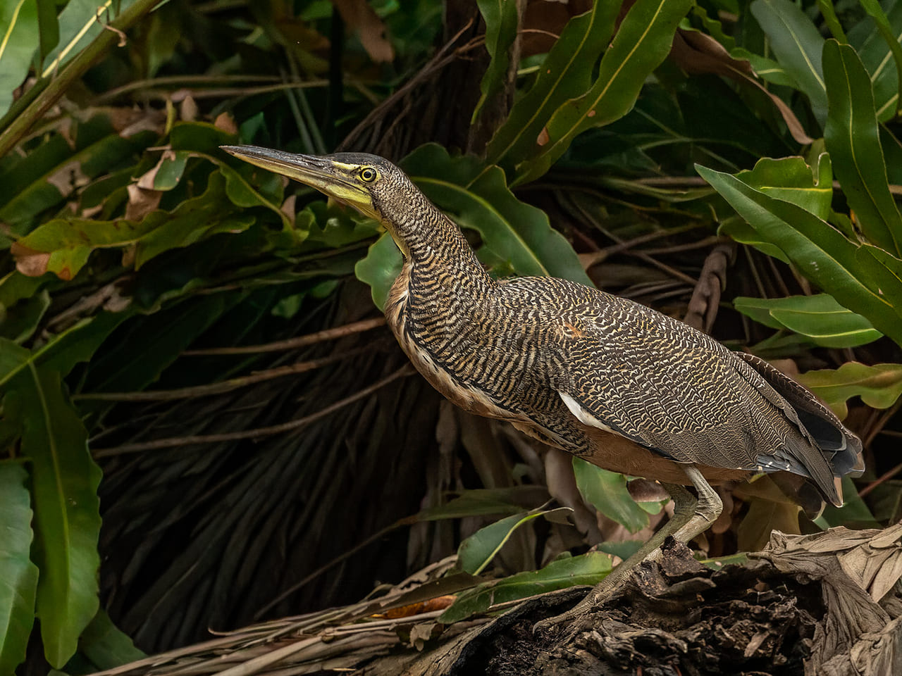 Garza tigre cuellinuda (Tigrisoma mexicanum) entre helechos a la orilla del río