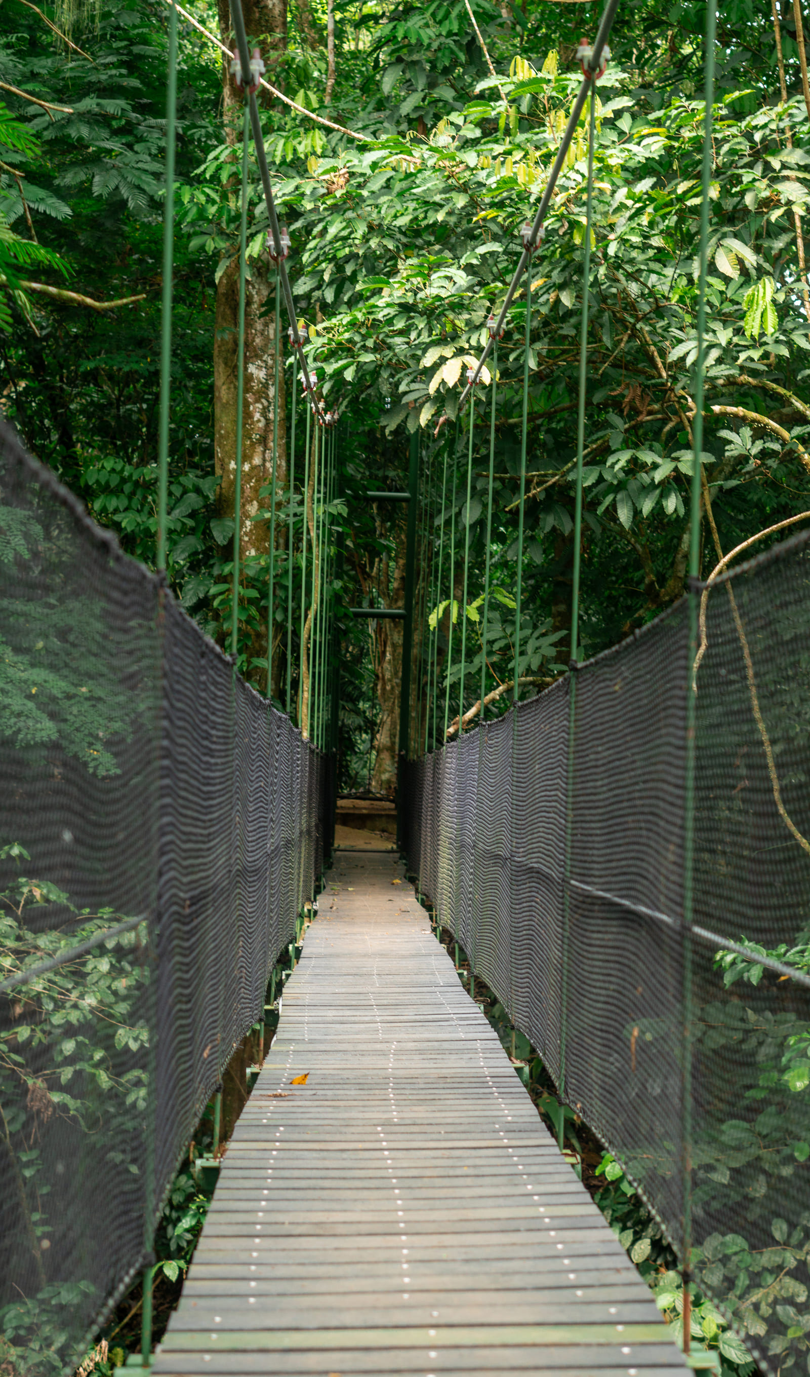 Hanging bridge reaching into the jungle canopy at the Sloths Territory sanctuary