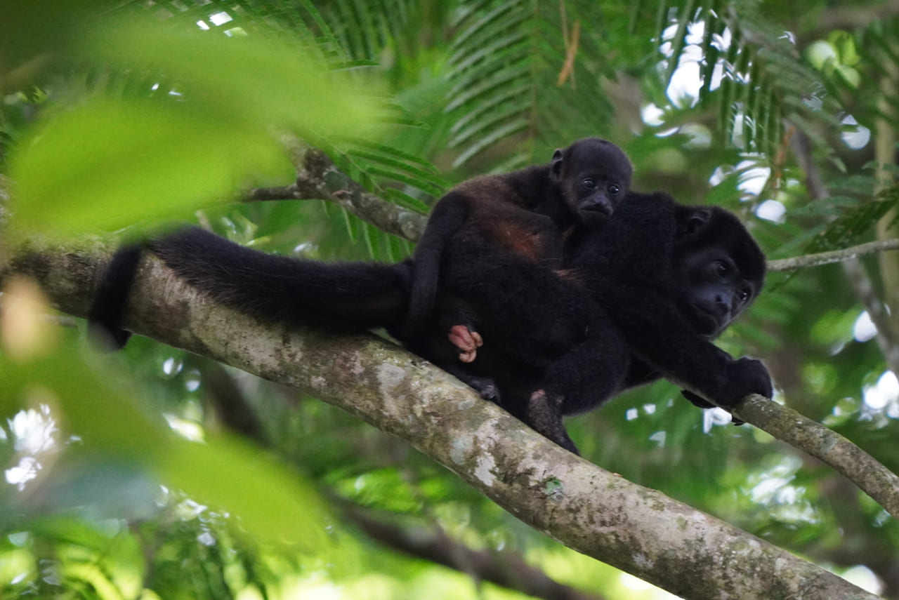 Howler monkey (Alouatta palliata) lying on a branch with her baby on her back