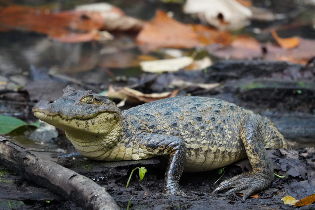 Caimans