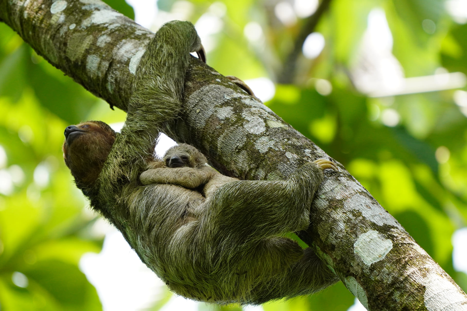 Three-toed sloth holding her baby on a branch at the Sloths Territory sanctuary