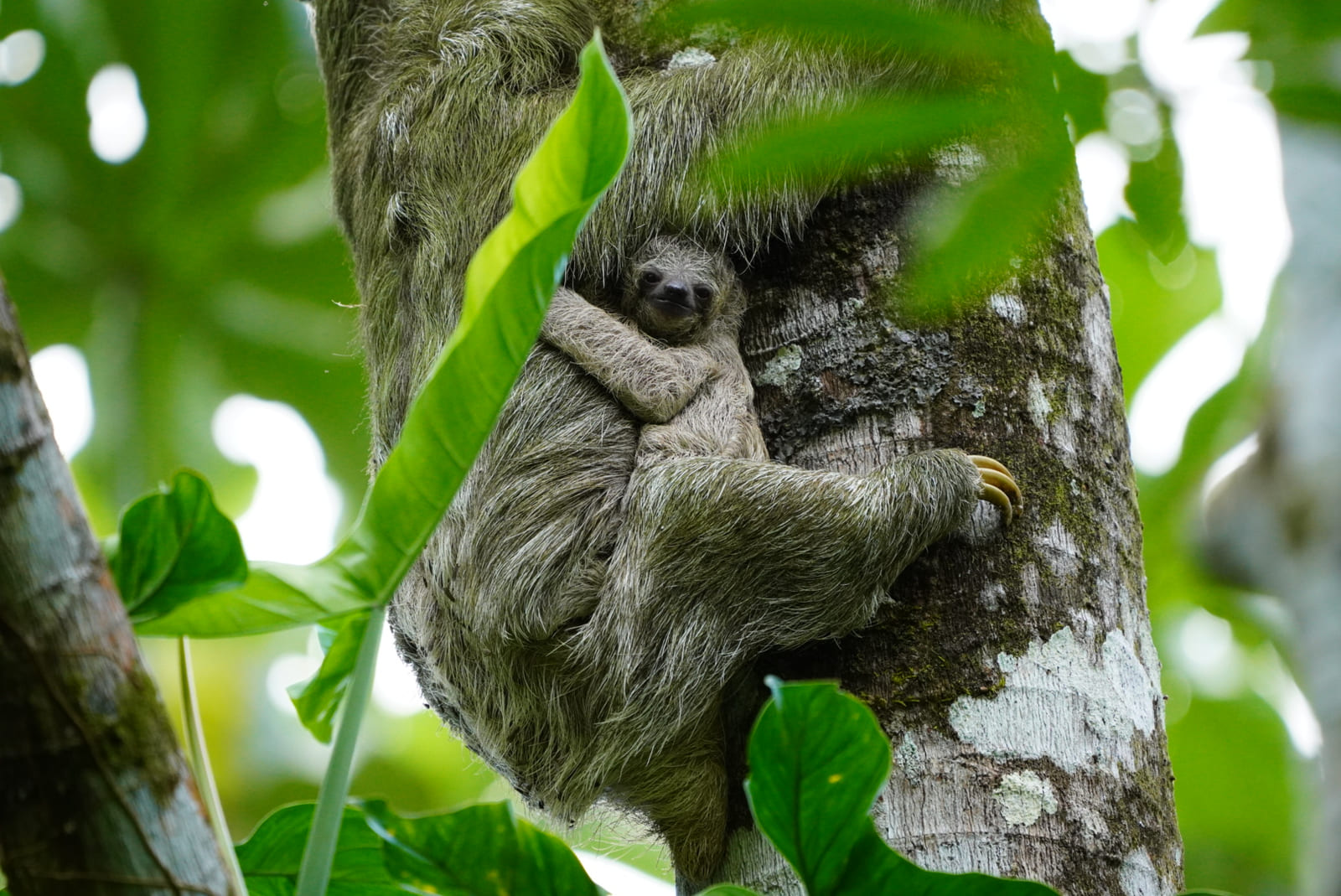 Three-toed sloth with her baby on her chest peeking out from behind a green leaf