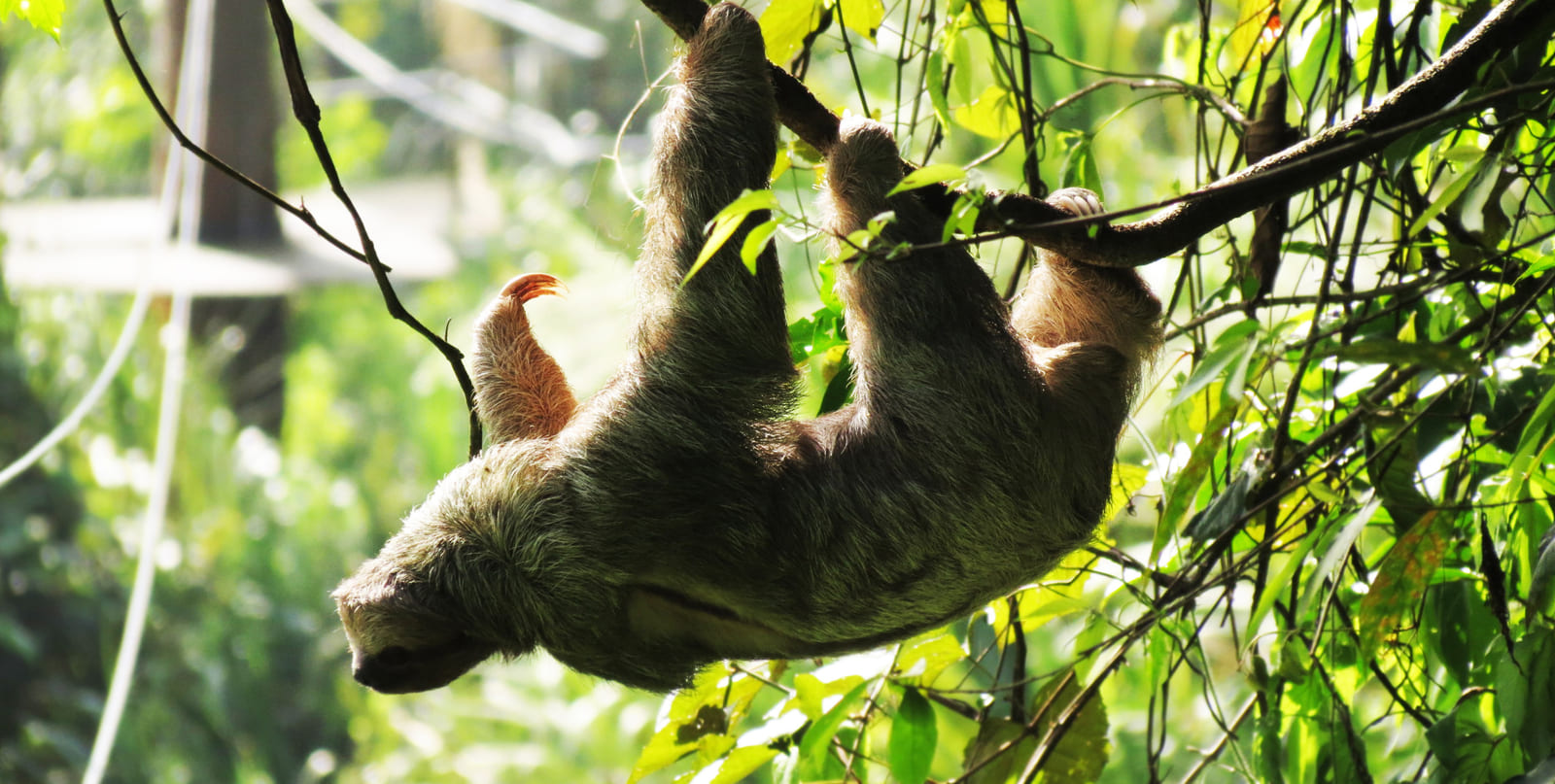 Two-toed sloth stretched along a branch, claws visible against the backlit jungle