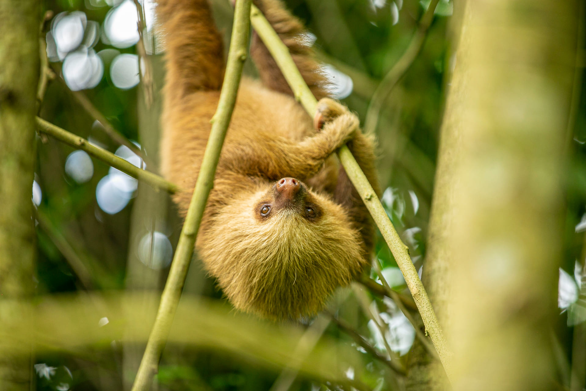 Two-toed sloth (Choloepus hoffmanni) hanging from the canopy looking at the camera