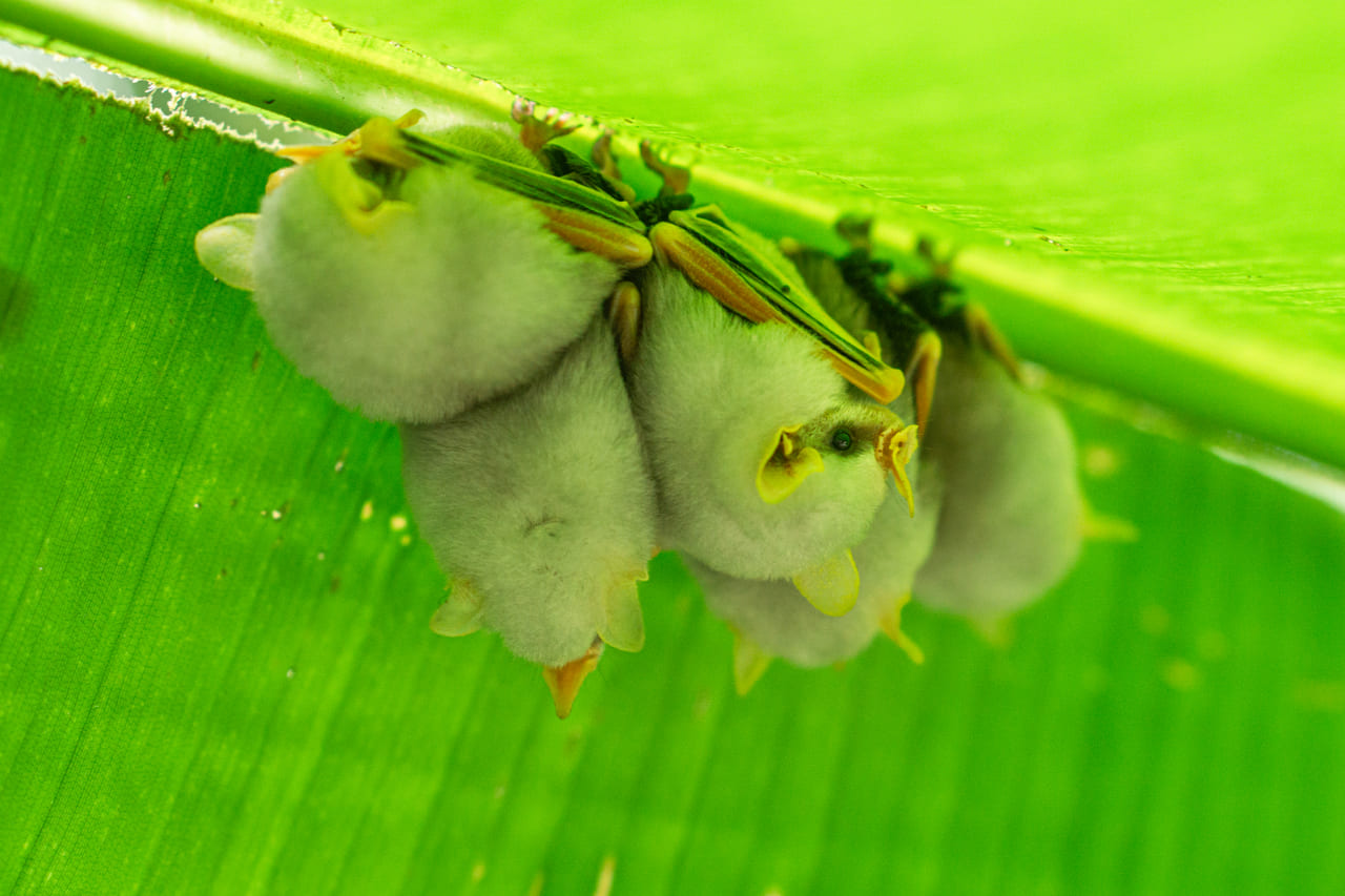 Group of Honduran white bats (Ectophylla alba) sheltering under a banana leaf